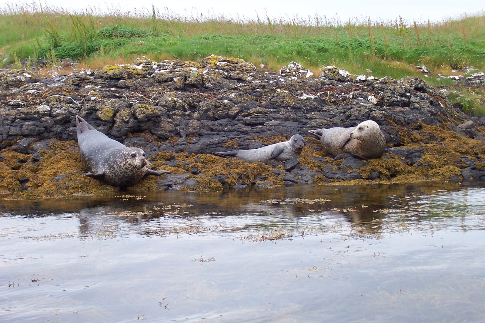 Foca común Phoca vitulina con su cría en una playa de Skye Escocia