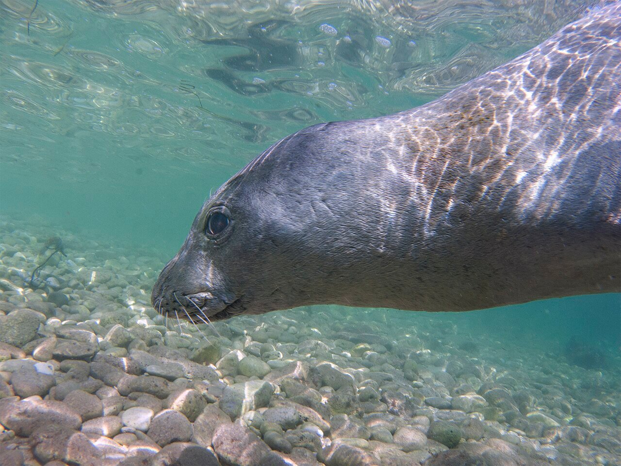 Foca monje del Mediterráneo (Monachus monachus)
