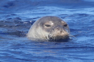 Foca monje del Mediterráneo: el pinnípedo más amenazado de Europa