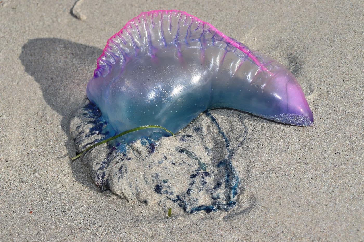 Fragata portuguesa varada en la playa de Perdouro Burela con el flotador y los tentáculos visibles