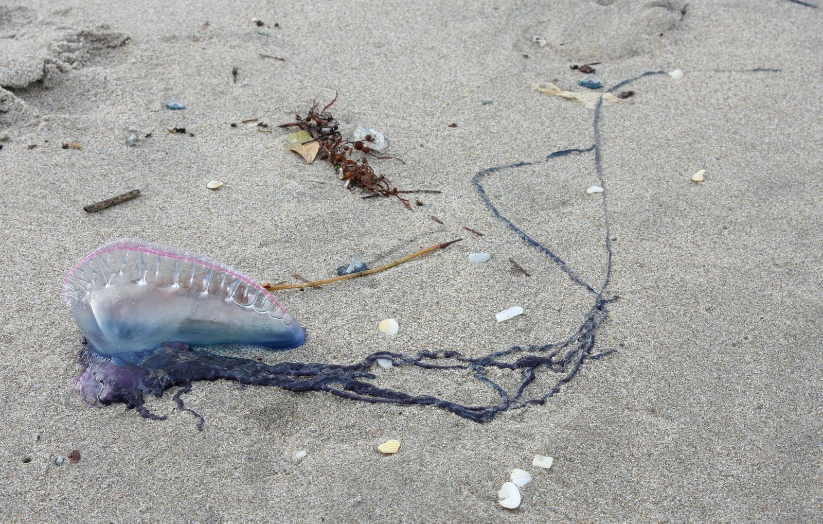 Fragata portuguesa (Physalia physalis) en la orilla de la playa