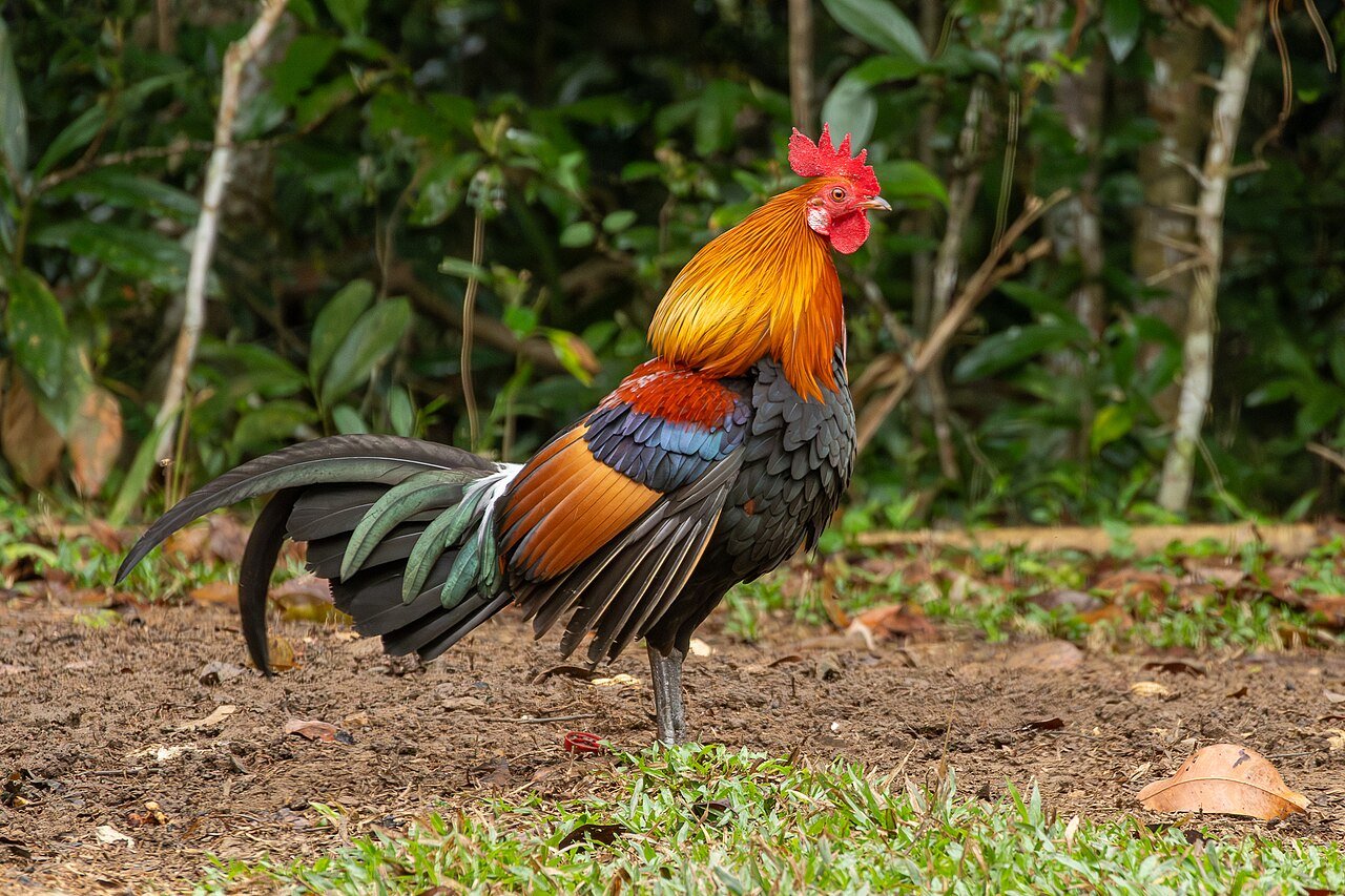Gallo bankiva (Gallus gallus)