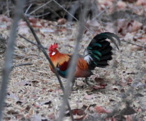 Gallo bankiva (Gallus gallus): el ancestro silvestre de la gallina doméstica
