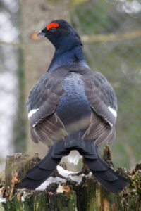 Gallo lira: la gallinácea boreal de la cola en forma de lira y los leks alpinos