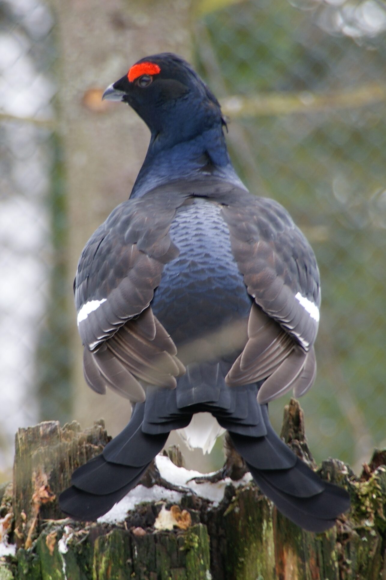 Gallo lira macho con cola en forma de lira durante el cortejo, Lyrurus tetrix