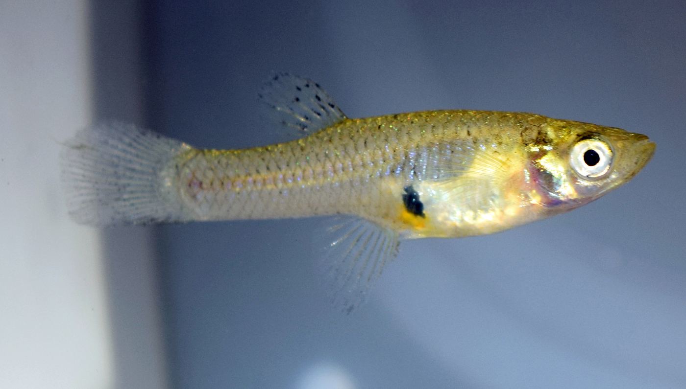 Gambusia affinis hembra el pez mosquito invasor global