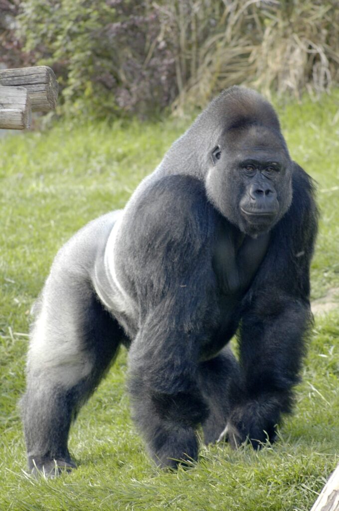 Gorila Gorilla macho de espalda plateada