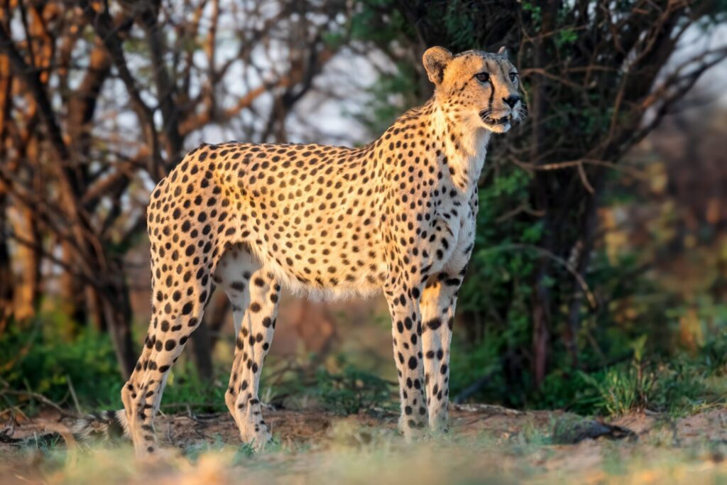 Guepardo Acinonyx jubatus vigilando al atardecer en la sabana