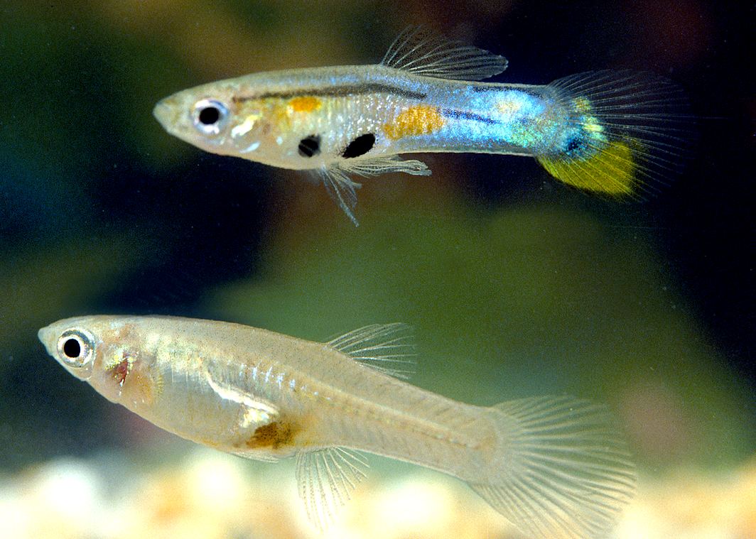 Dimorfismo sexual del guppy: macho colorido y hembra gris