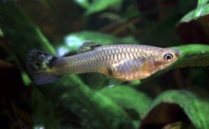 Guppy (Poecilia reticulata): el pez vivíparo más popular del acuario doméstico