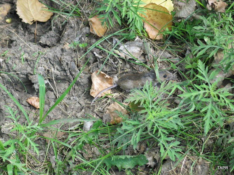 Hantavirus (Peromyscus maniculatus)