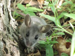 Hantavirus
