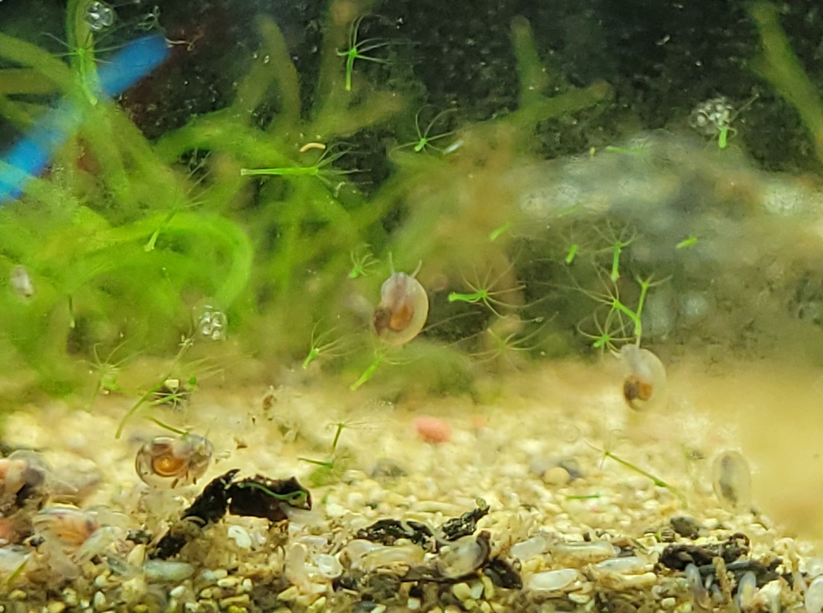 Hidra verde Hydra viridissima en acuario de agua dulce con tentáculos extendidos