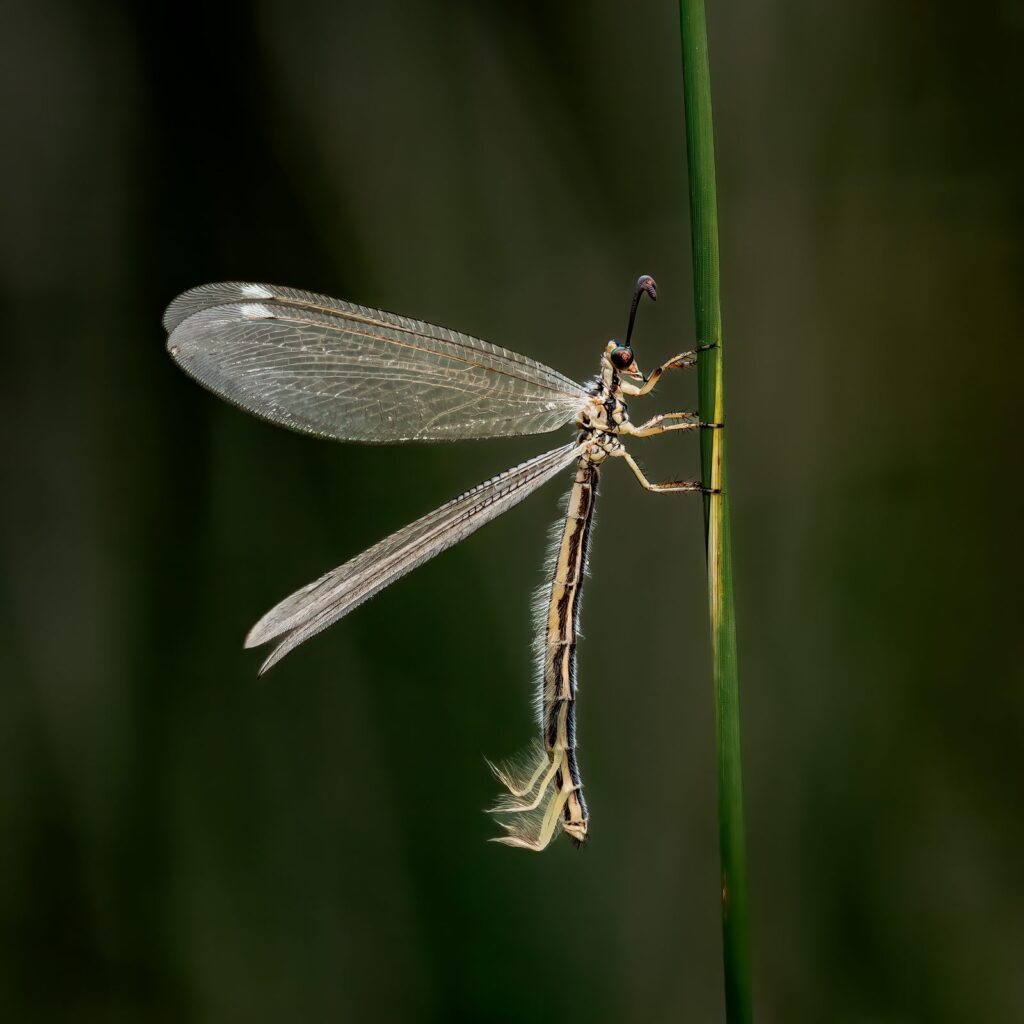 Hormiga león (Myrmeleon)