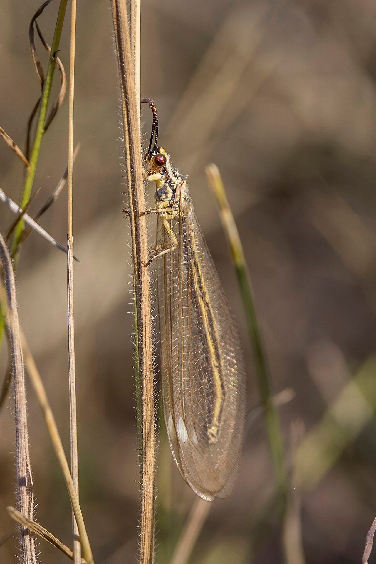 Hormiga león (Myrmecaelurus trigrammus)