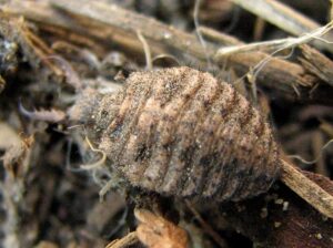 Hormiga león (Myrmeleon): la larva con trampa de embudo más sofisticada