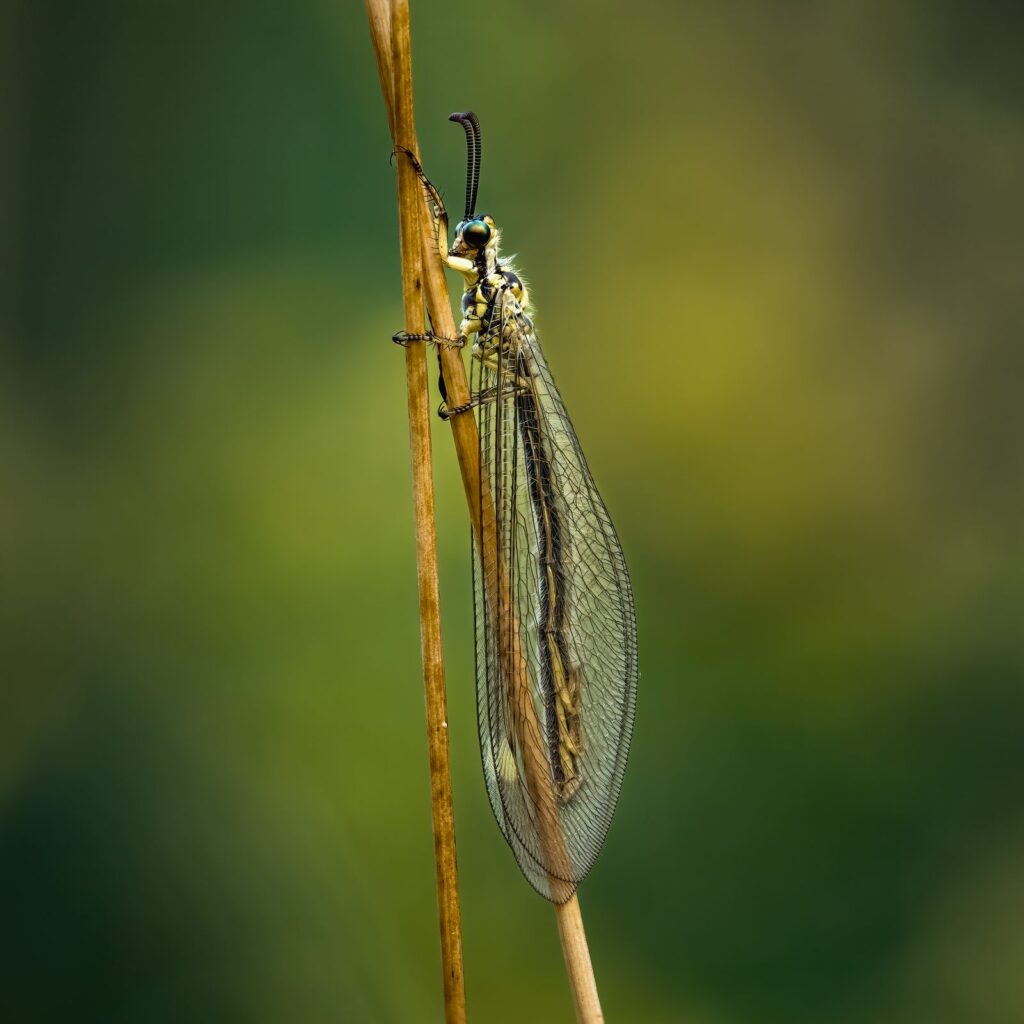 Adulto de Myrmecaelurus trigrammus posado en un tallo seco