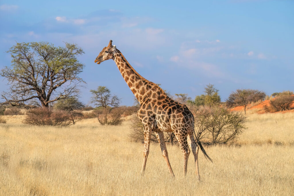 Jirafa angoleña (Giraffa giraffa angolensis)