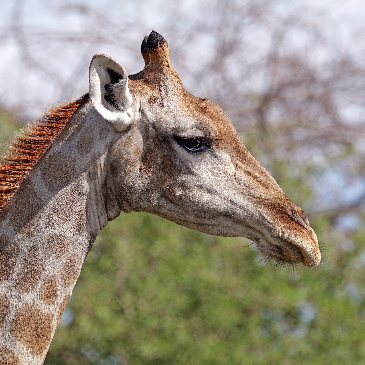 Jirafa angoleña (Giraffa camelopardalis)