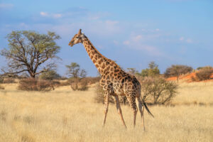 Jirafa angoleña (Giraffa giraffa angolensis): la jirafa de las arenas del Kalahari