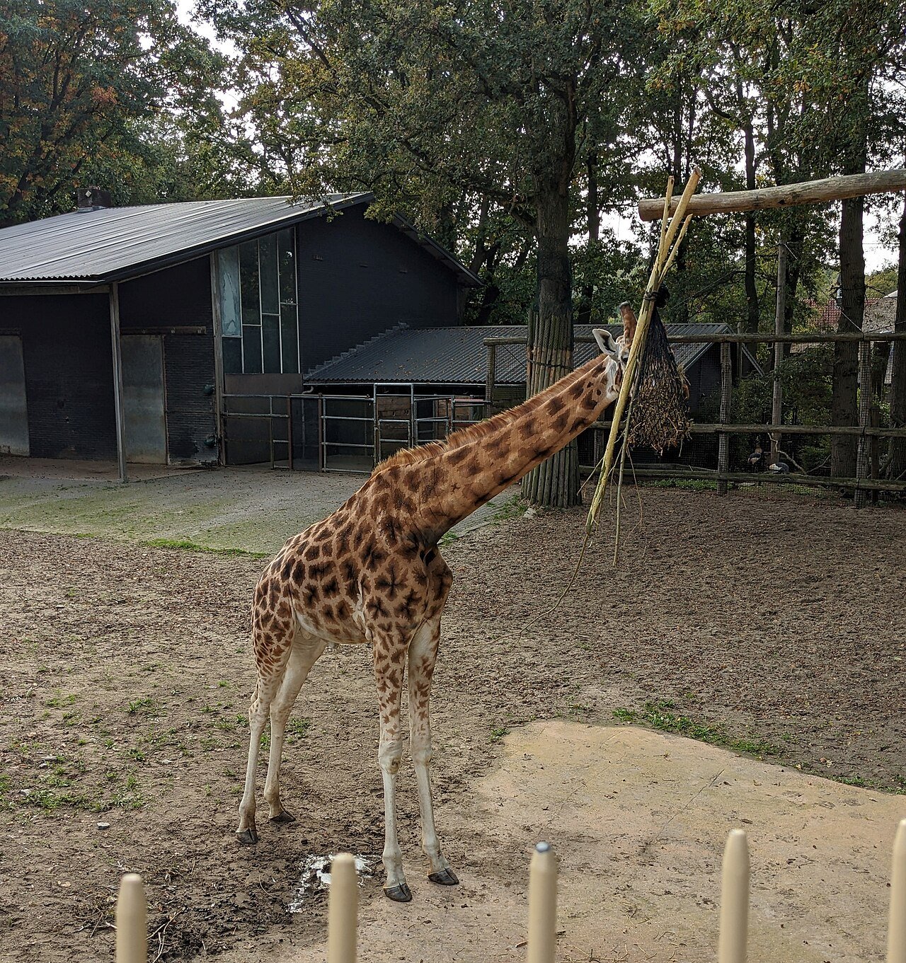 Jirafa de Rothschild (Giraffa camelopardalis rothschildi)