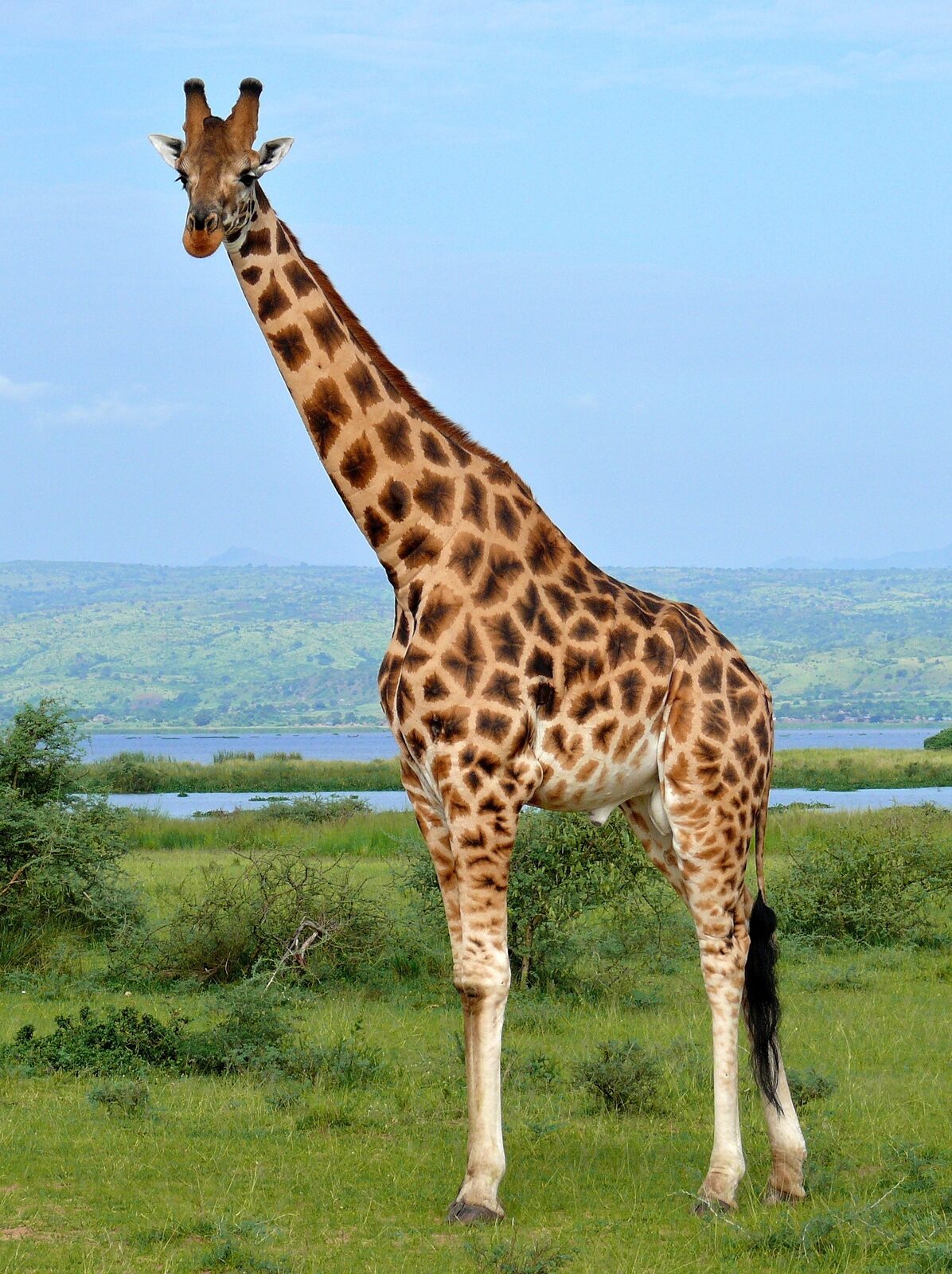 Jirafa de Rothschild macho en Uganda