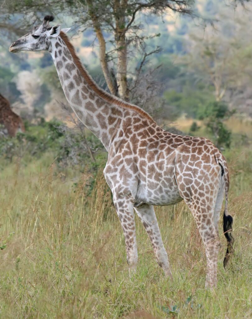 Jirafa Giraffa camelopardalis en la sabana