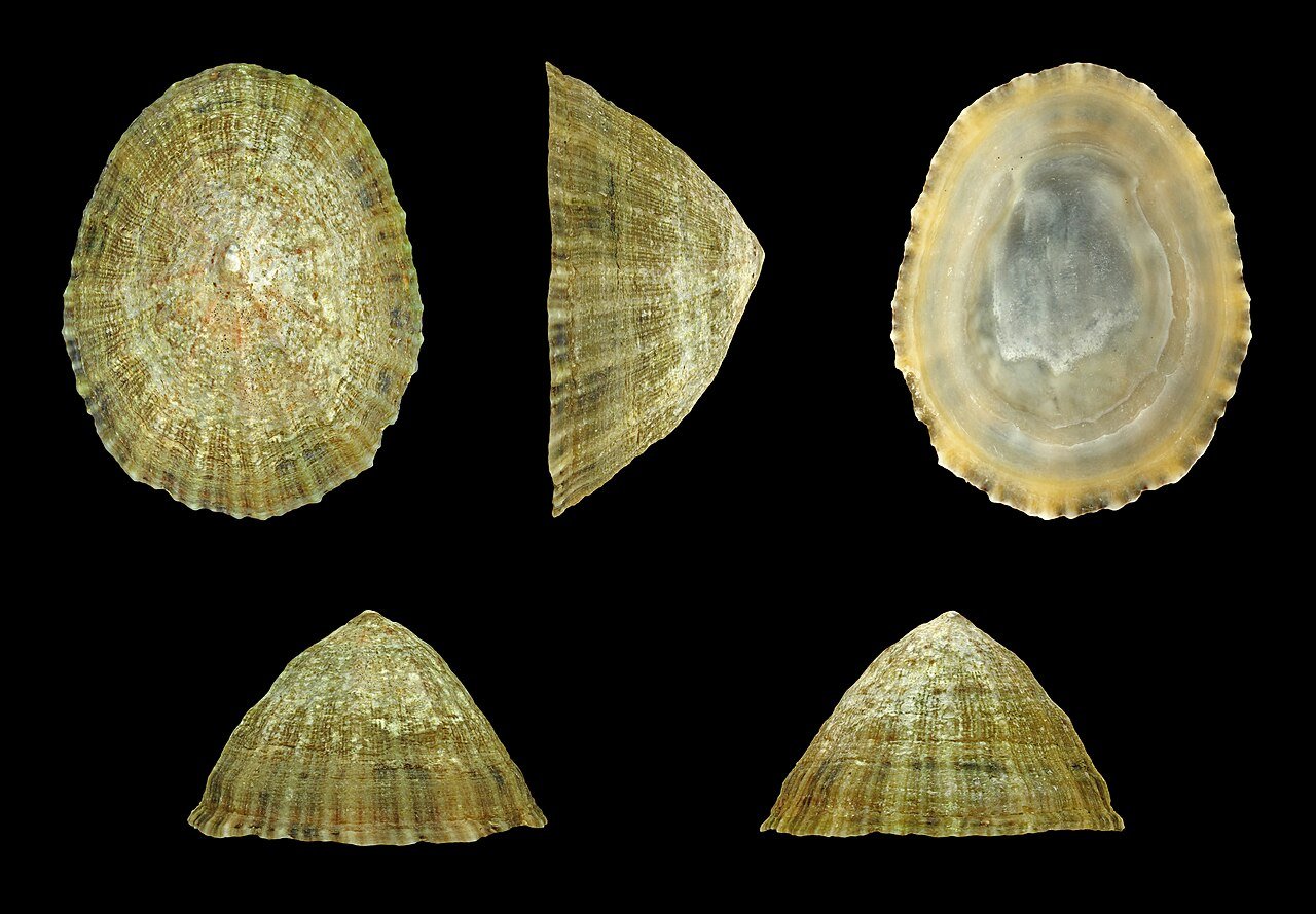 Lapa común (Patella vulgata)