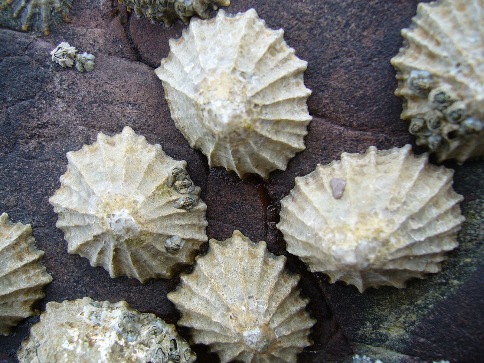 Lapas comunes Patella vulgata adheridas a una roca intermareal