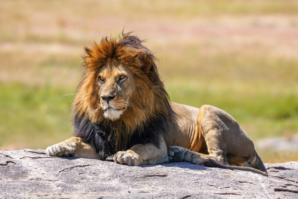 León Panthera leo macho descansando sobre una roca