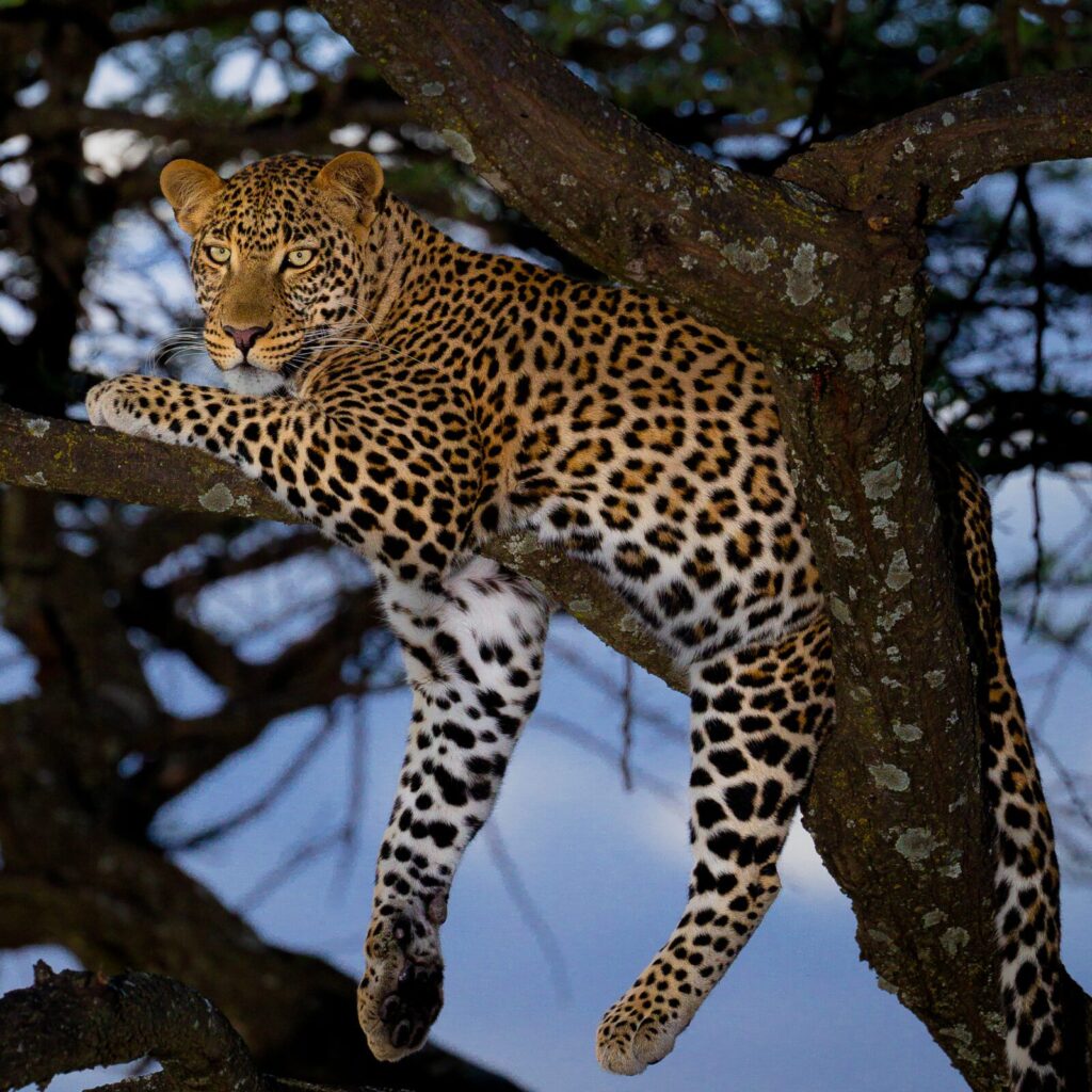 Leopardo Panthera pardus descansando en la rama de un árbol