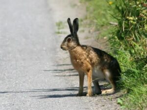 Liebre europea (Lepus europaeus): la corredora de los campos