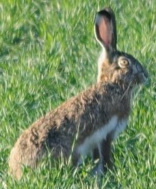 Primer plano de la cabeza de una liebre ibérica con las orejas de punta negra