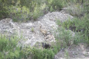 Liebre ibérica (Lepus granatensis): la liebre endémica de España