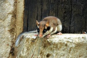 Lirón careto (Eliomys quercinus): el roedor enmascarado de los bosques
