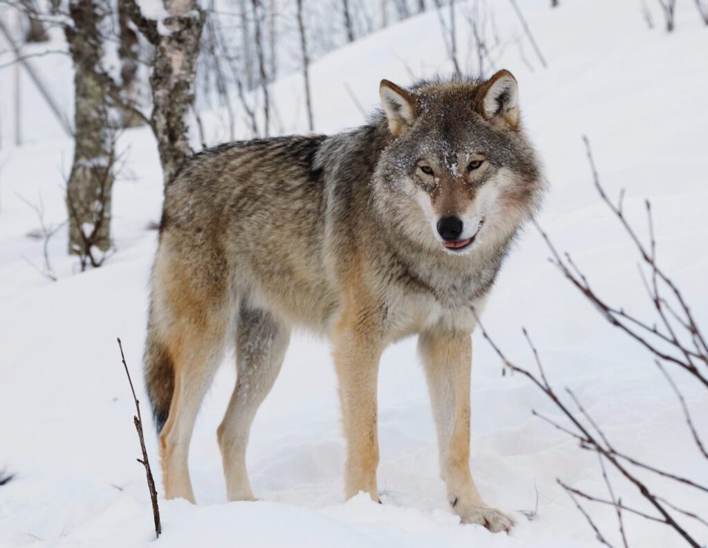 Lobo Canis lupus sobre la nieve