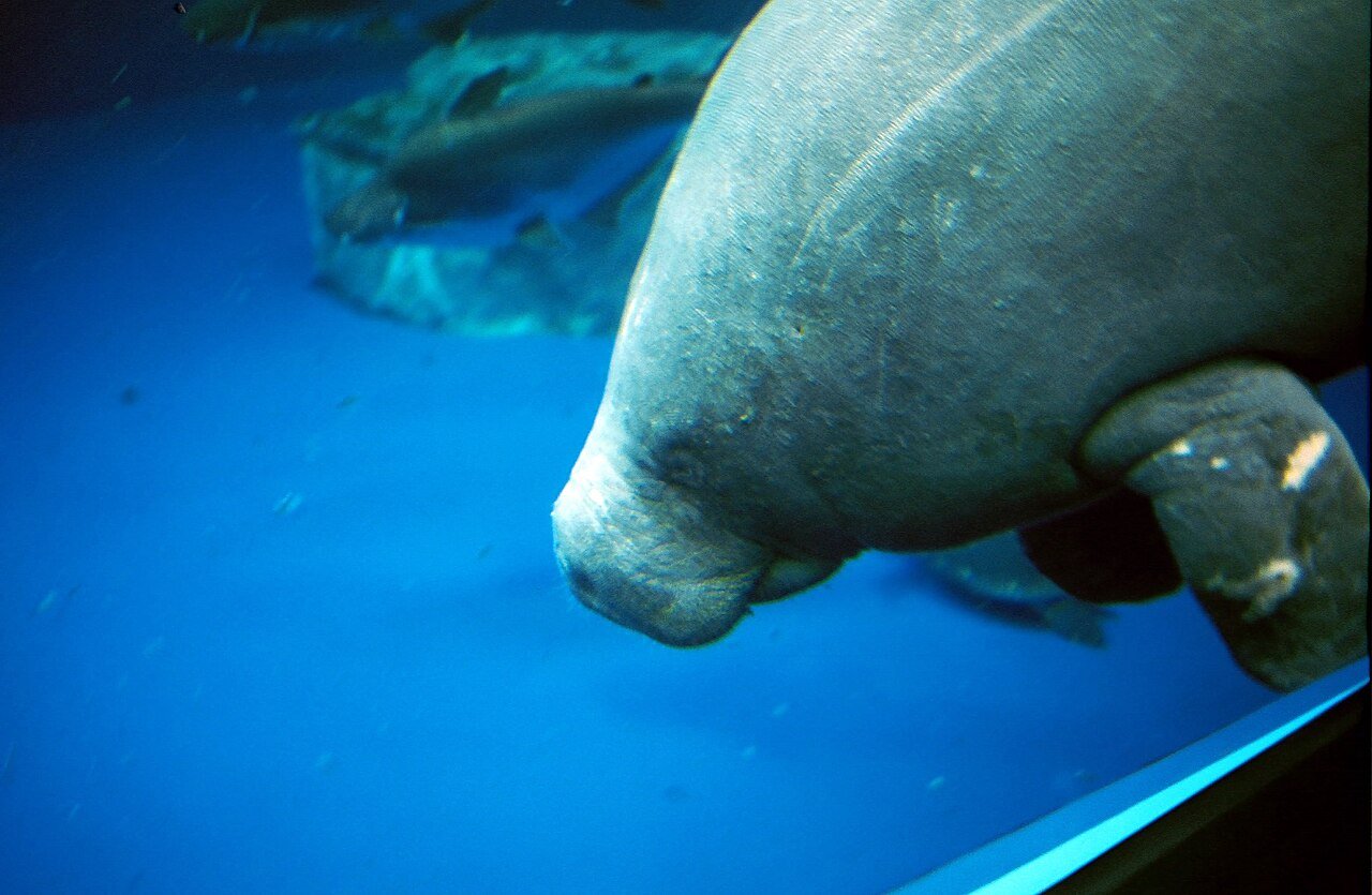 Manatí africano (Trichechus senegalensis)