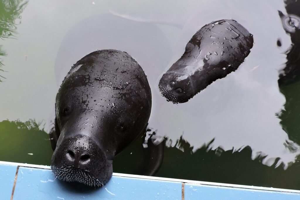 Manatí amazónico (Trichechus inunguis)