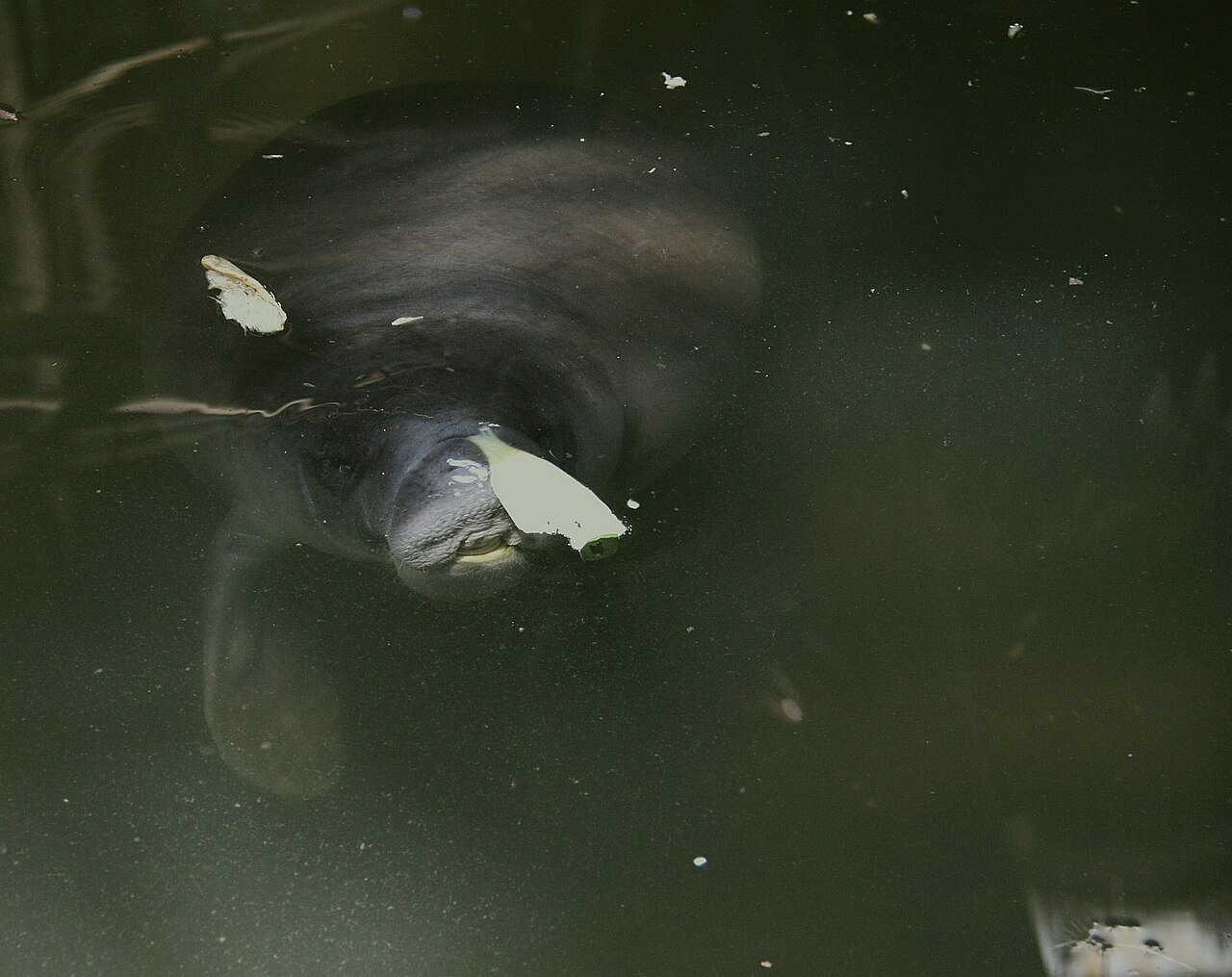 Manatí amazónico (Trichechus inunguis)