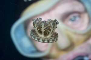 Medusa Cassiopea (Cassiopea andromeda): la medusa al revés con granadas mucosas