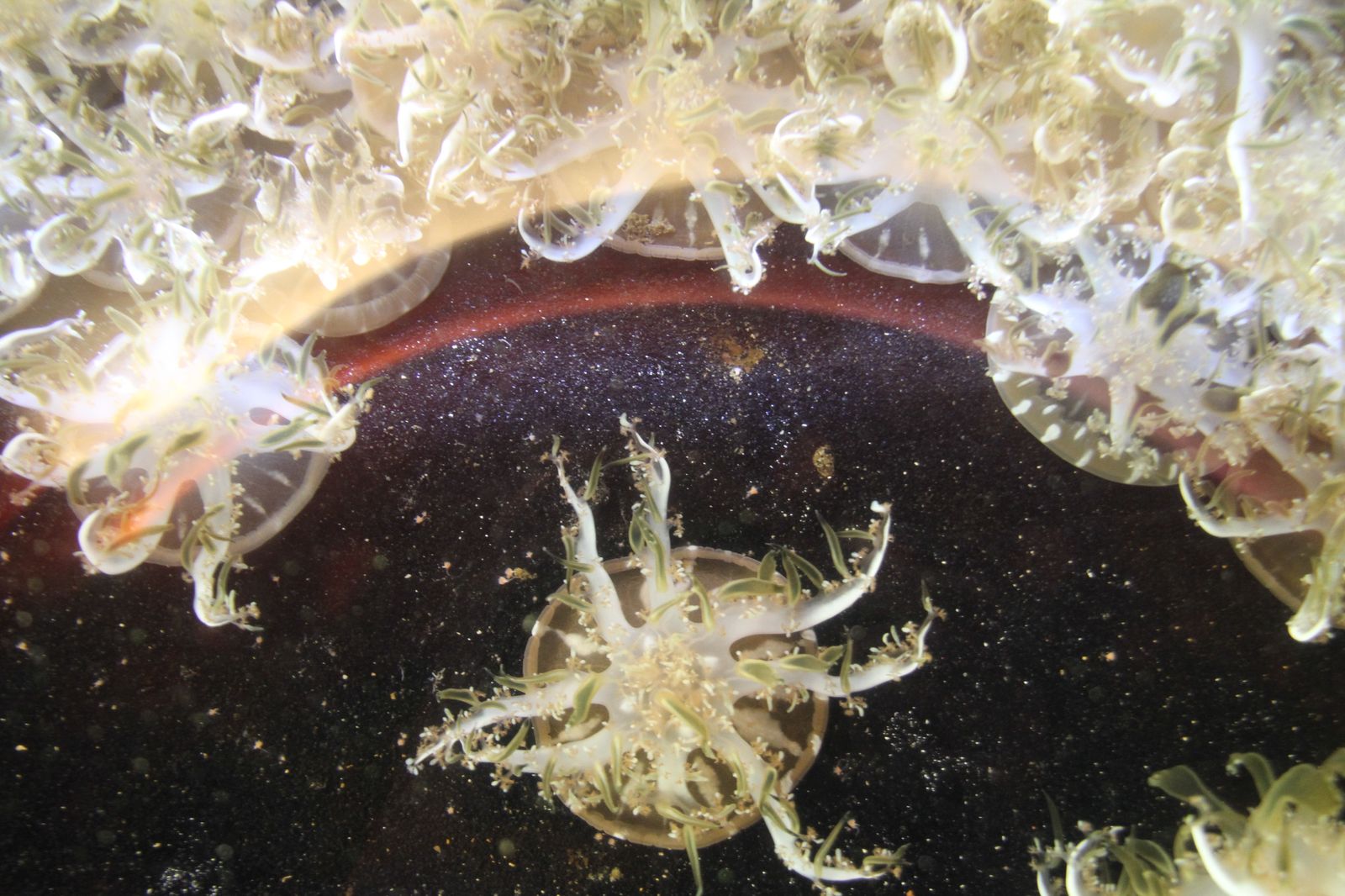 Medusa Cassiopea andromeda en el acuario Shedd de Chicago mostrando los colores característicos