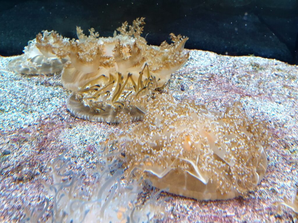 Medusa Cassiopea (Cassiopea andromeda)