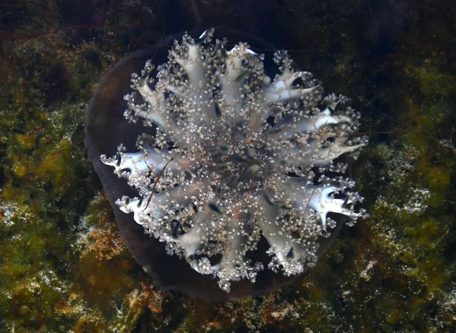Medusa Cassiopea andromeda vista cenital con los brazos orales extendidos