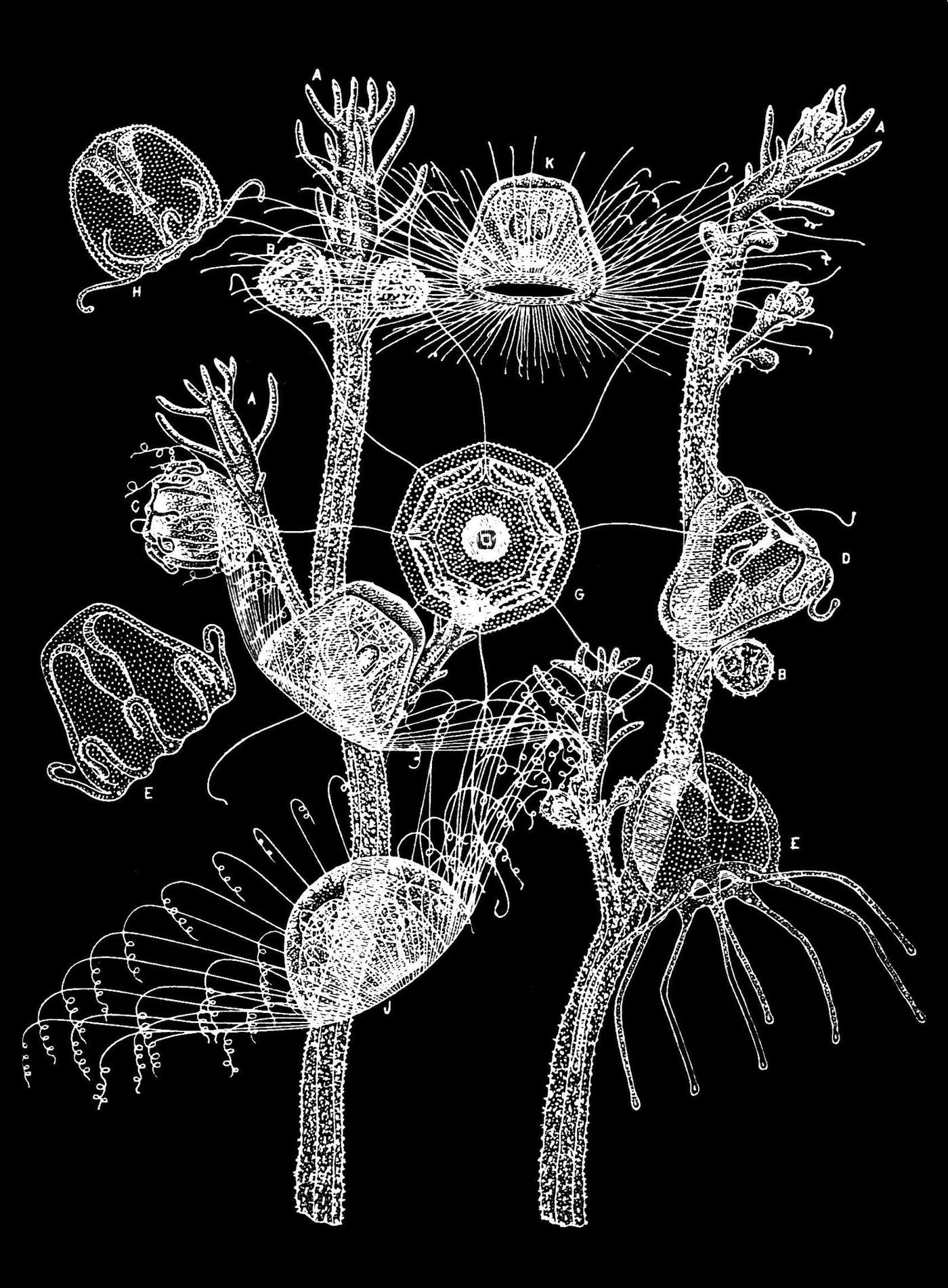 Ilustración histórica del género Turritopsis publicada en Popular Science Monthly en 1888