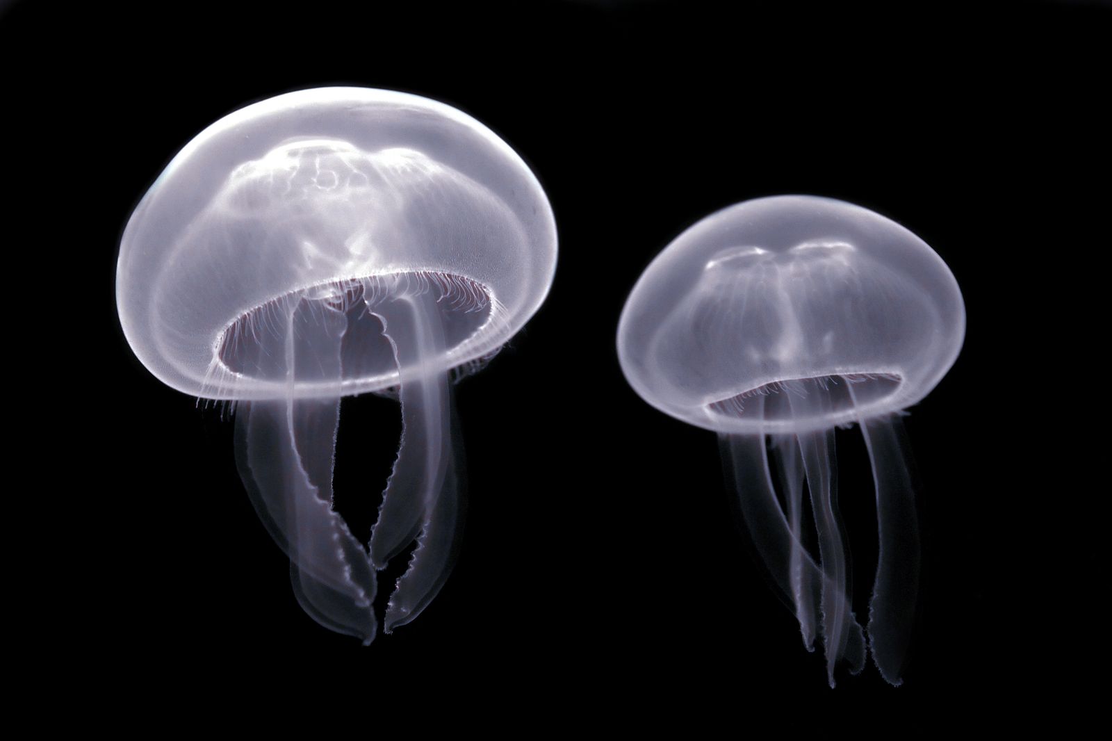 Medusa luna Aurelia aurita fotografía detallada con las cuatro gónadas en forma de herradura