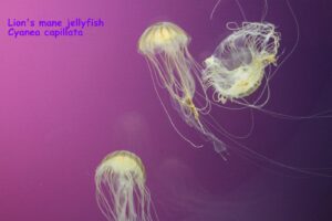 Medusa melena de león (Cyanea capillata)