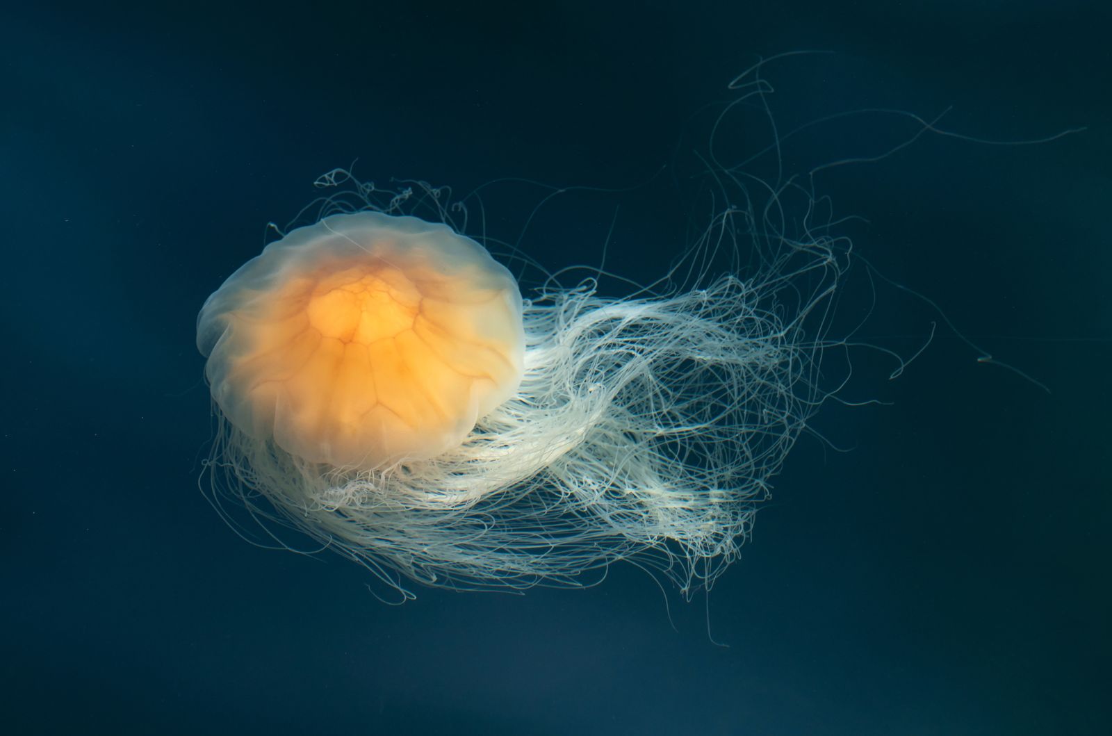 Medusa melena de león Cyanea capillata en el fiordo de Gullmarn Suecia