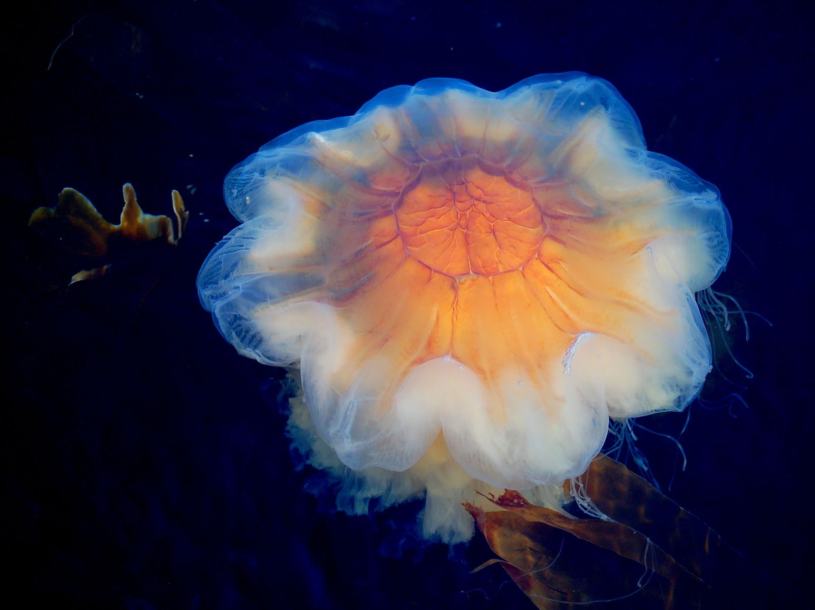 Medusa melena de león Cyanea capillata fotografiada en aguas noruegas