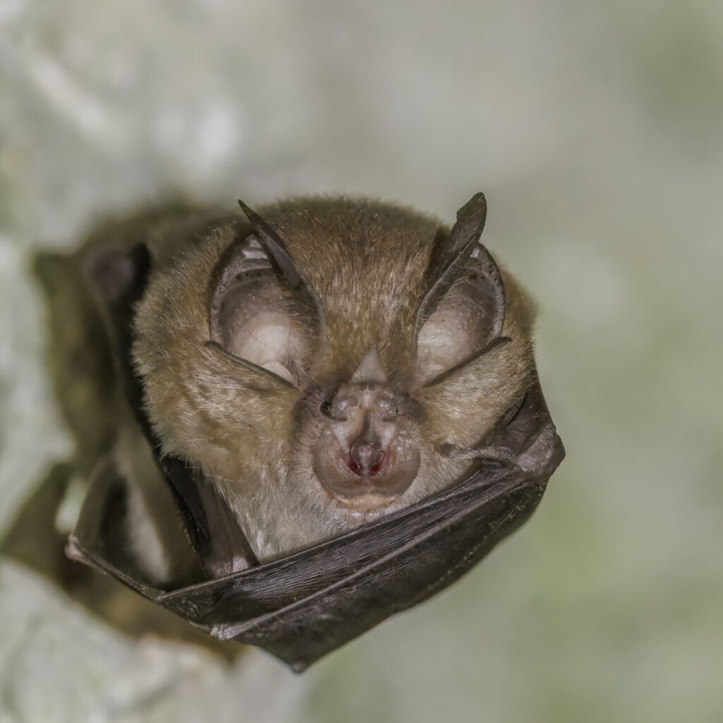 Murciélago grande de herradura (Rhinolophus ferrumequinum)