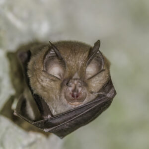 Murciélago grande de herradura (Rhinolophus ferrumequinum)